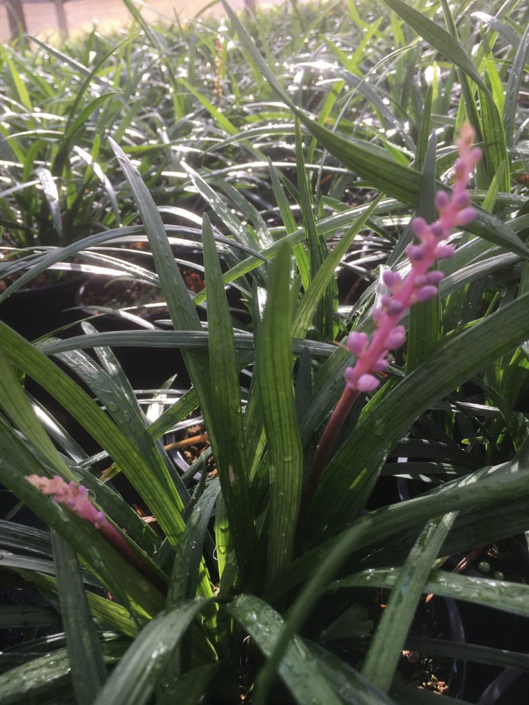 Liriope muscari samantha