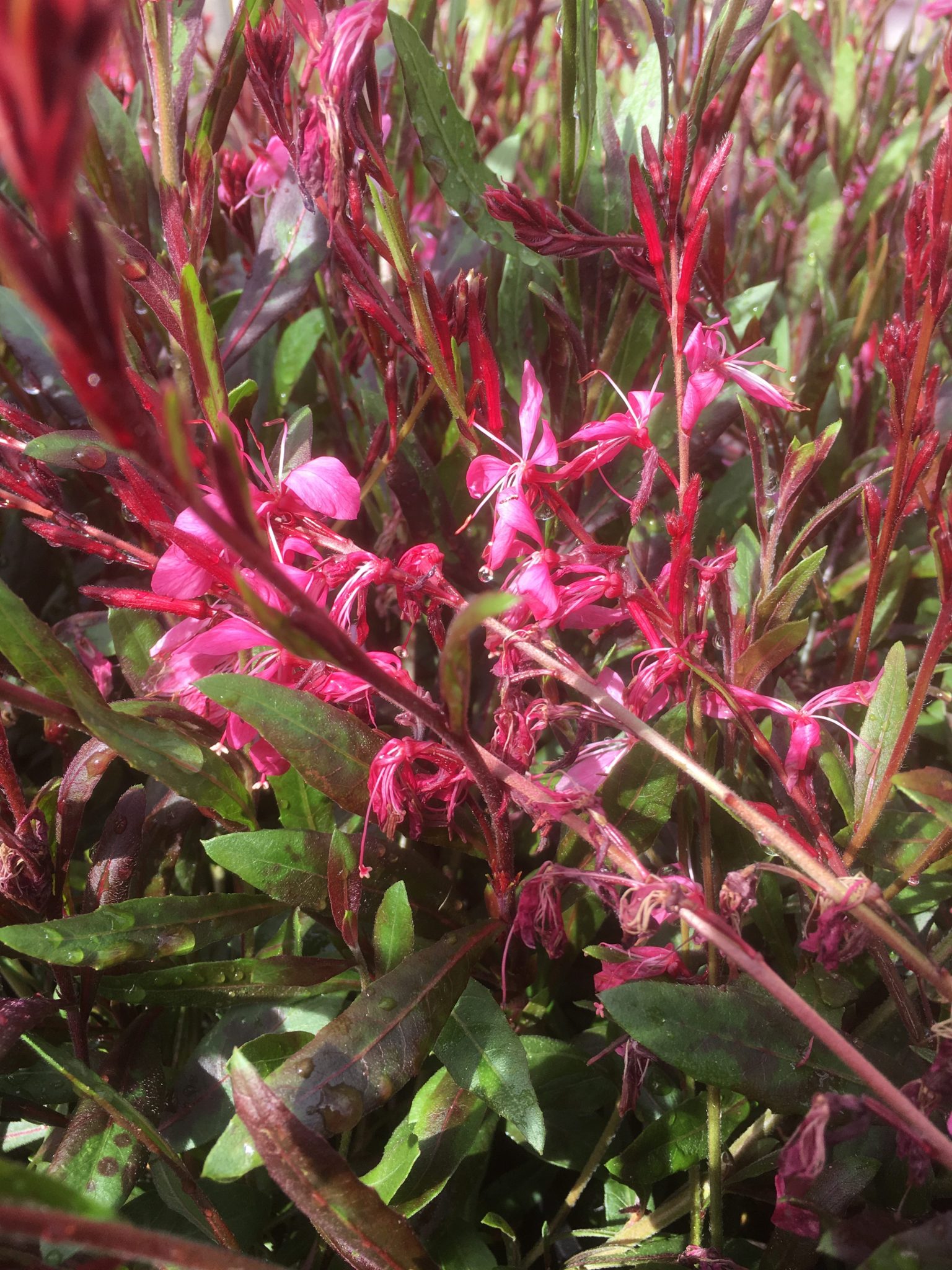 Gaura lindheimeri -Butterfly bush pink