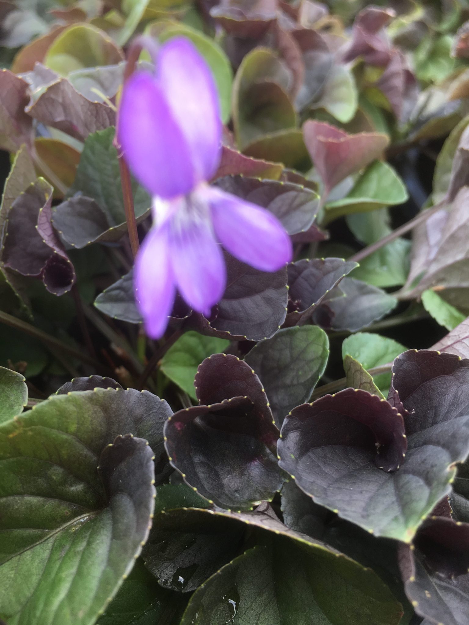 Viola riviana Purpurea- Dog violet, Alpine Violet