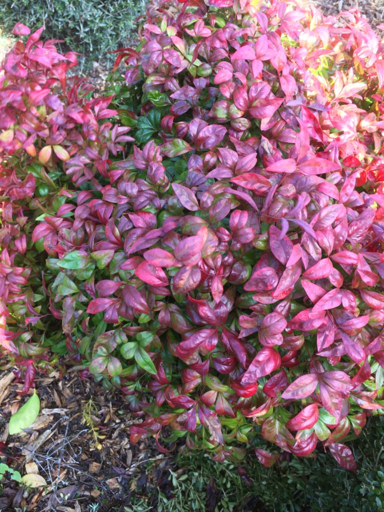 Nandina Domestica Nana