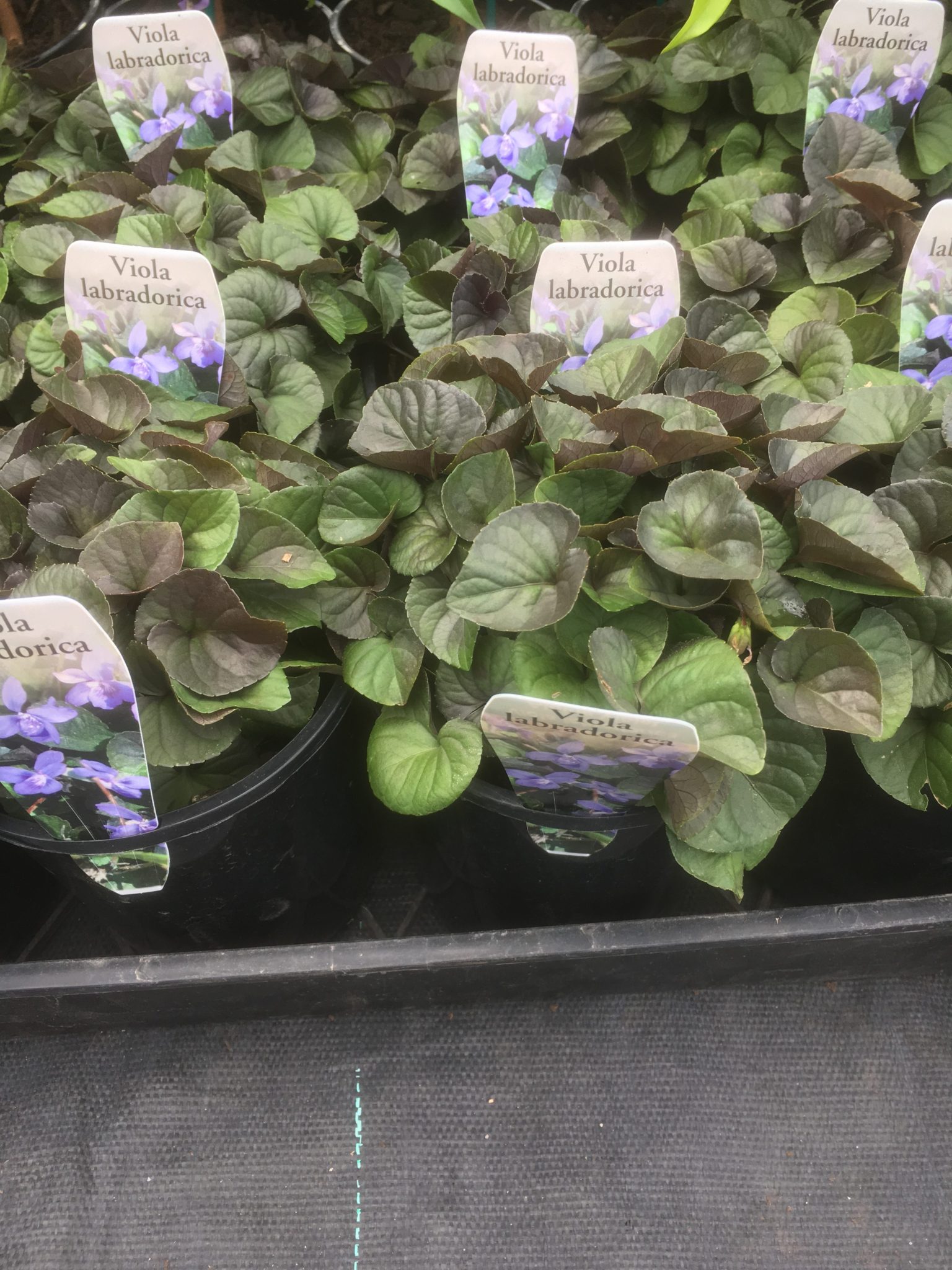 Viola labradorica -Viola riviana Purpurea