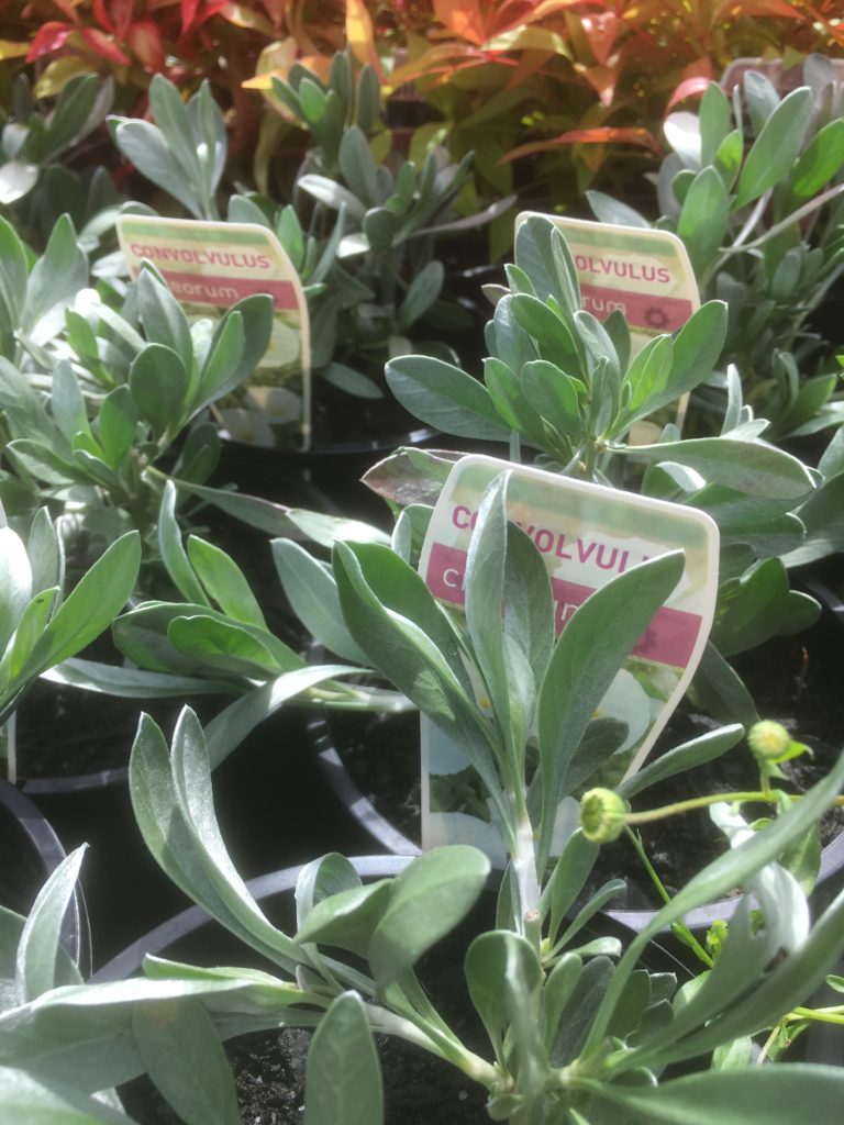 Convolvulus cneorum-Silver bush