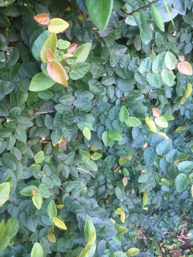 Ficus pumila- Climbing fig