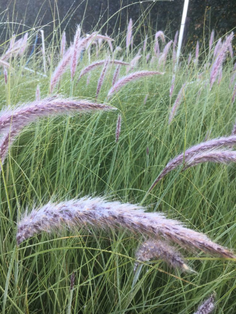 Pennisetum alopecuroides- swamp foxtail grass