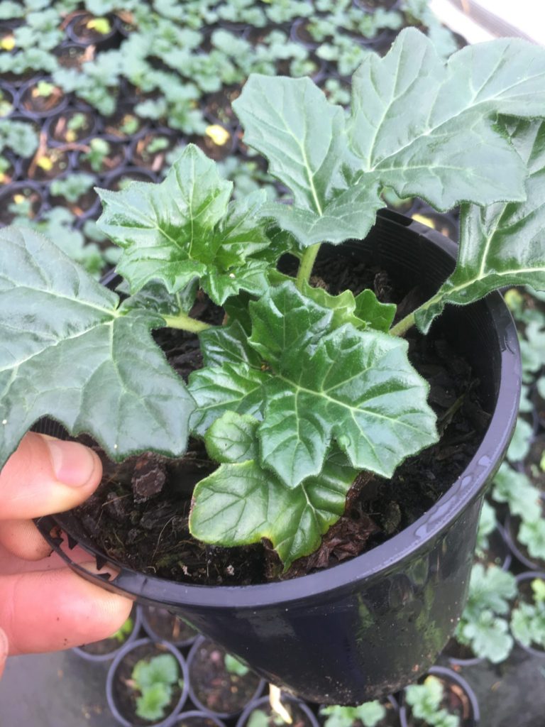 Acanthus mollie-bear's breeches-oyster plant