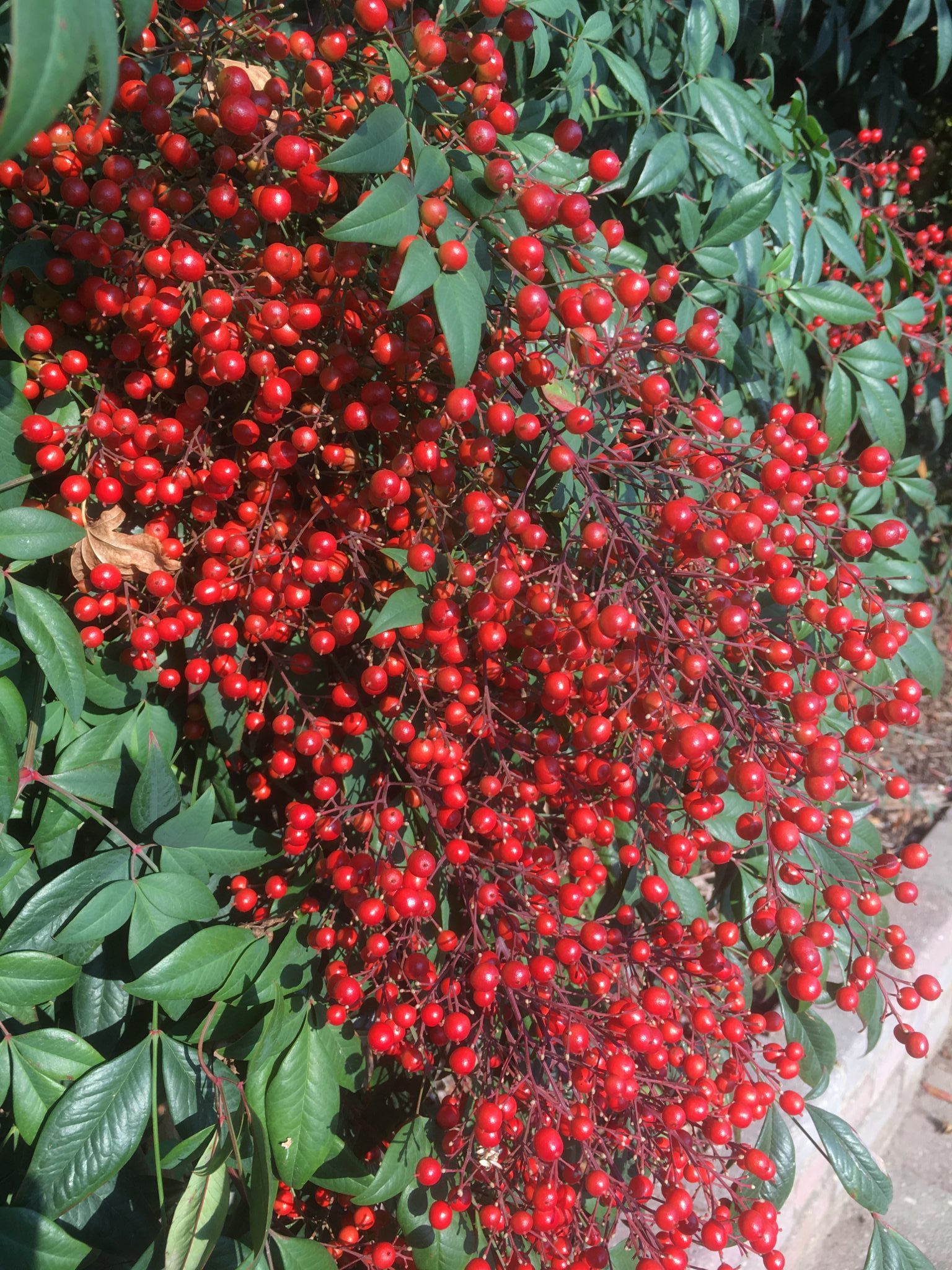 Nandina domestica- sacred bamboo