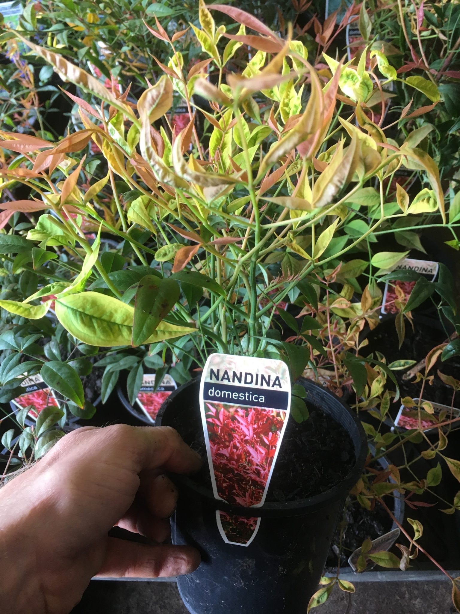 Nandina Domestica-Sacred bamboo