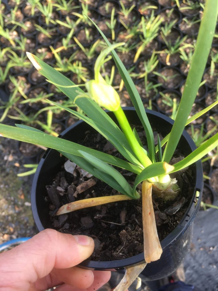 Agapanthus- Dwarf White