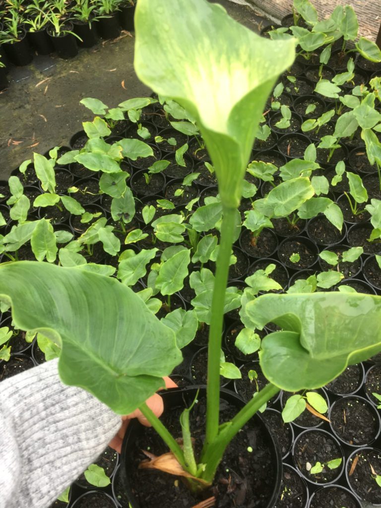 Zantedeschia aethiopica "green goddess"