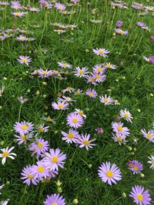 Brachyscome multifid-cut leaf daisy