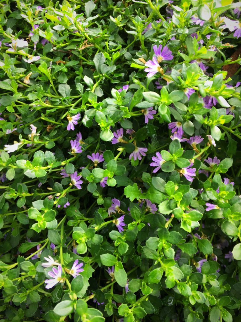 Scaevola albida- 'Mauve clusters'