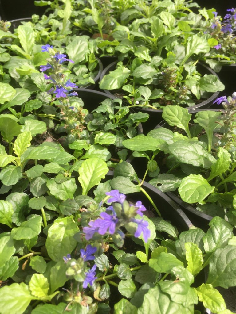 Ajuga reptans 'Jungle beauty'