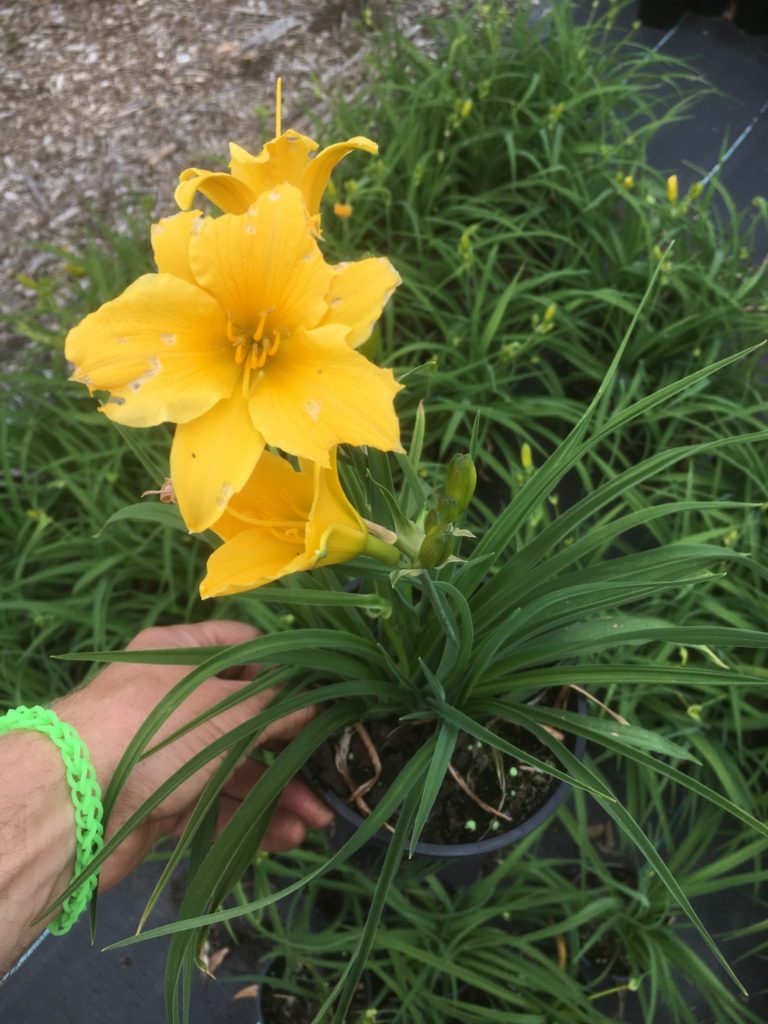 Hemerocallis Day lily-'Stella de Oro'