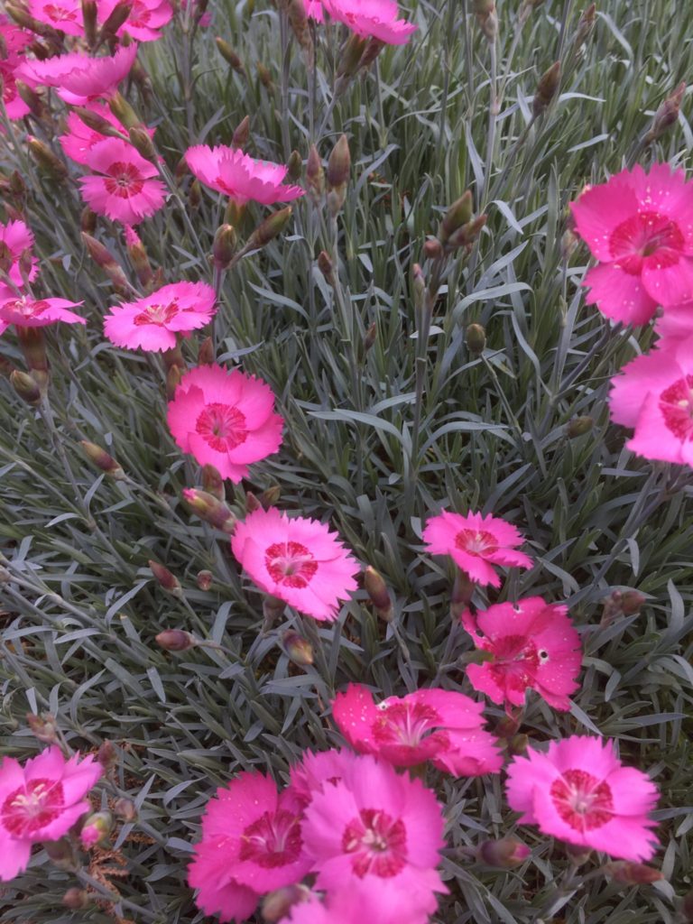 Dianthus-Pink