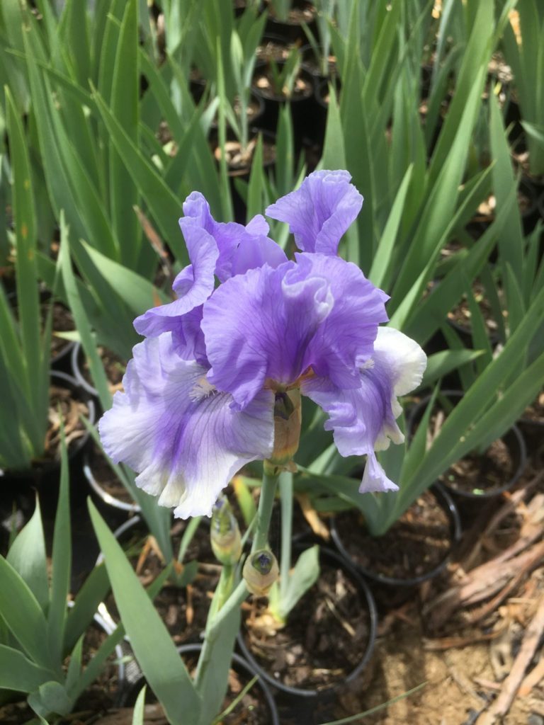Bearded iris-Iris germanica