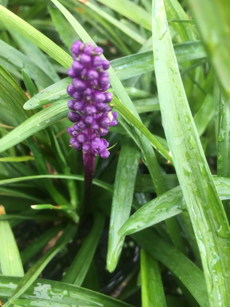 Liriope muscari -"Royal Purple"