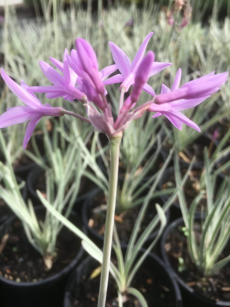 Tulbaghia violacea variegated -Society Garlic