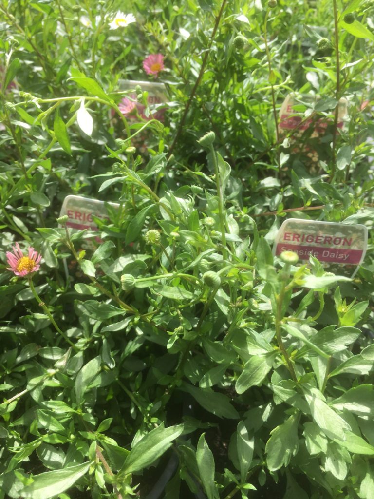 Erigeron karvinskianus- Seaside daisy