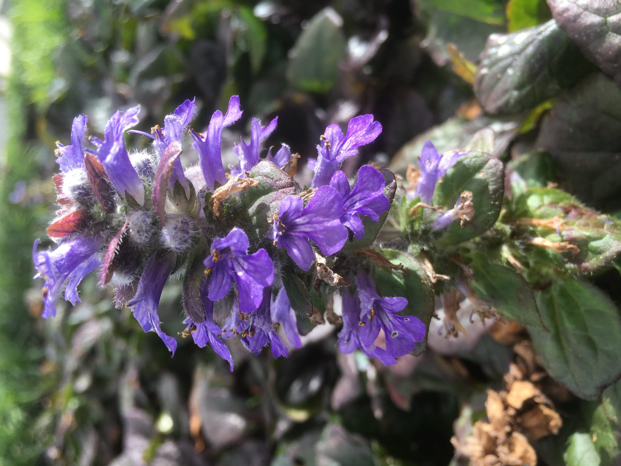 Ajuga Reptans Purpurea ajuga-reptans-purpurea
