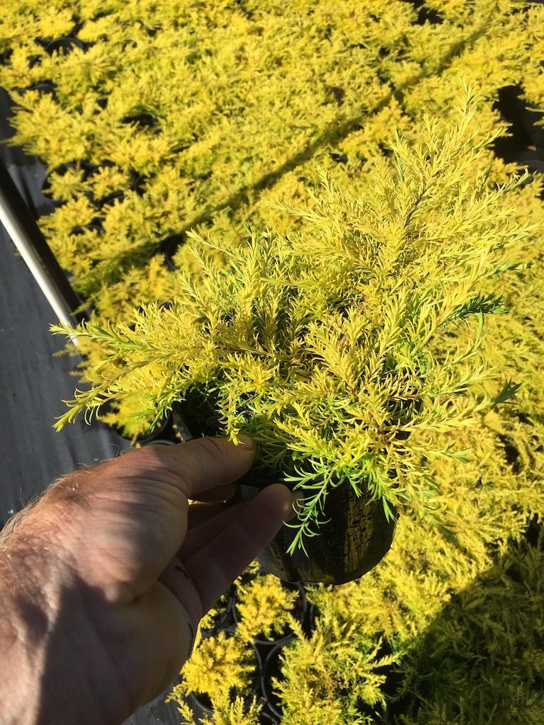 Golden diosma