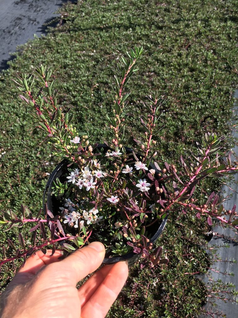 myoporum purpurea