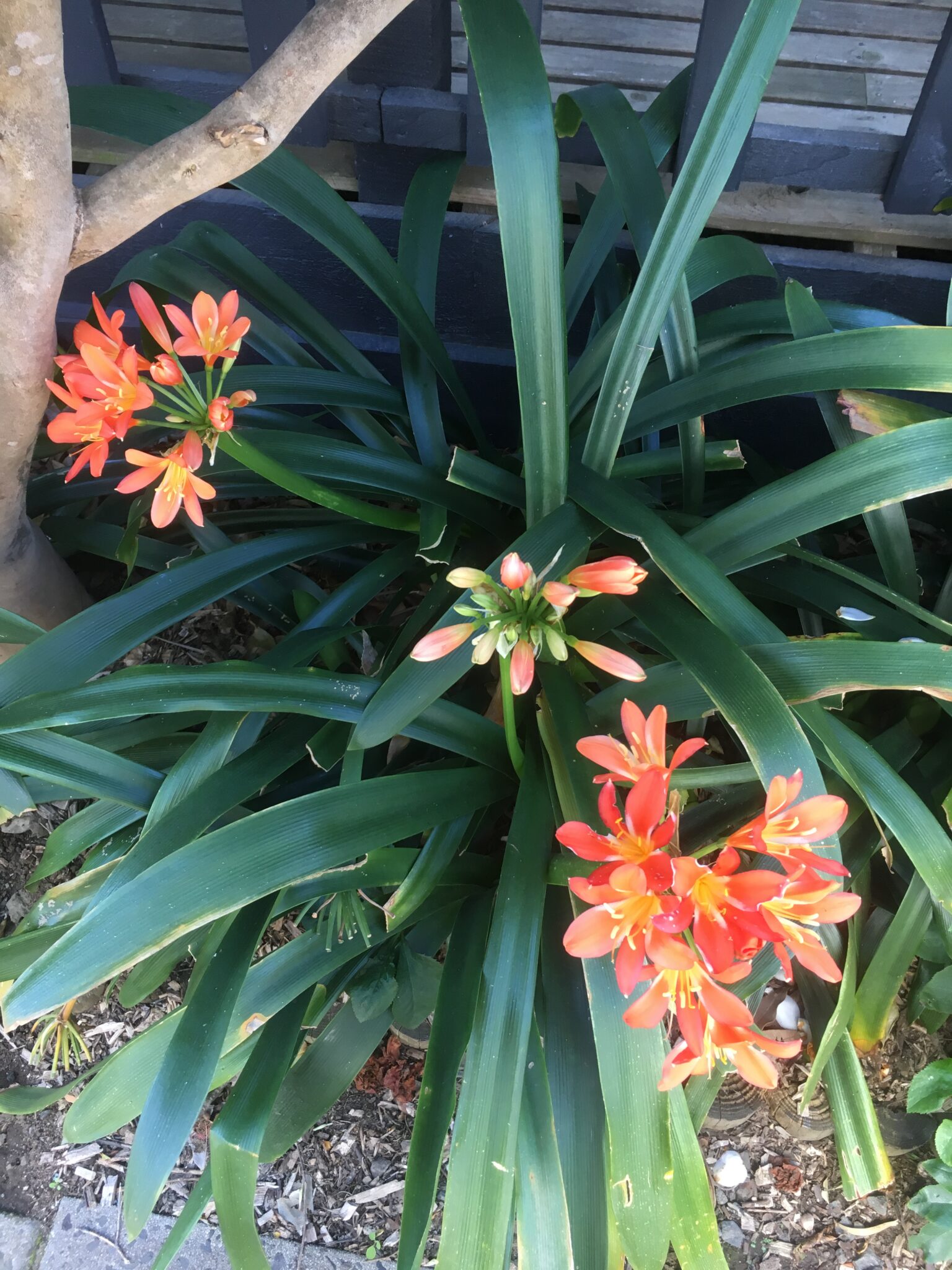 Clivia minata